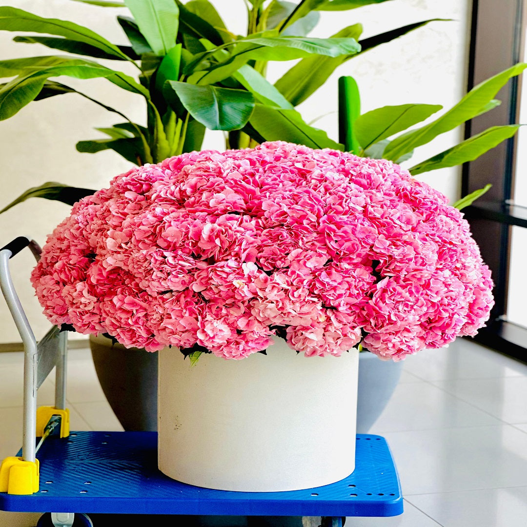Pink hydrangea Luxury box