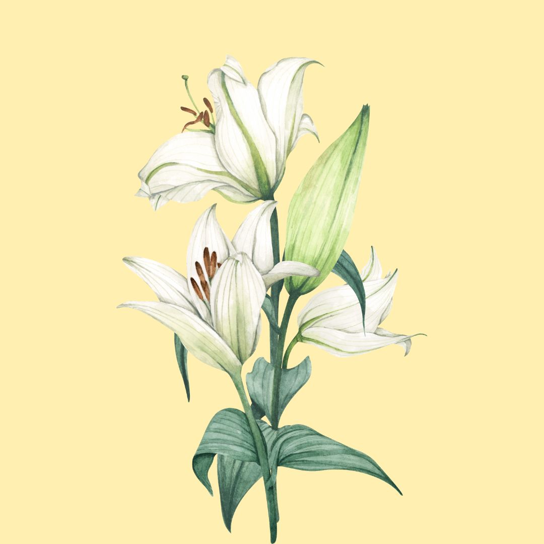 Lilies