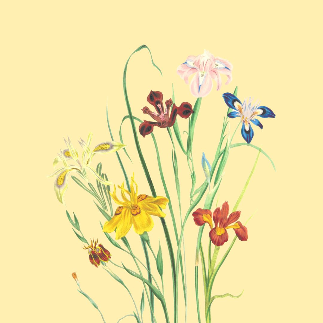 Mixed Flowers