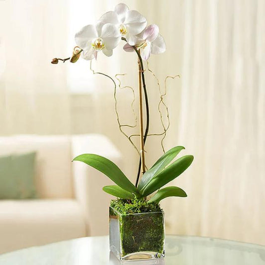 White Orchid Plant in Square Vase